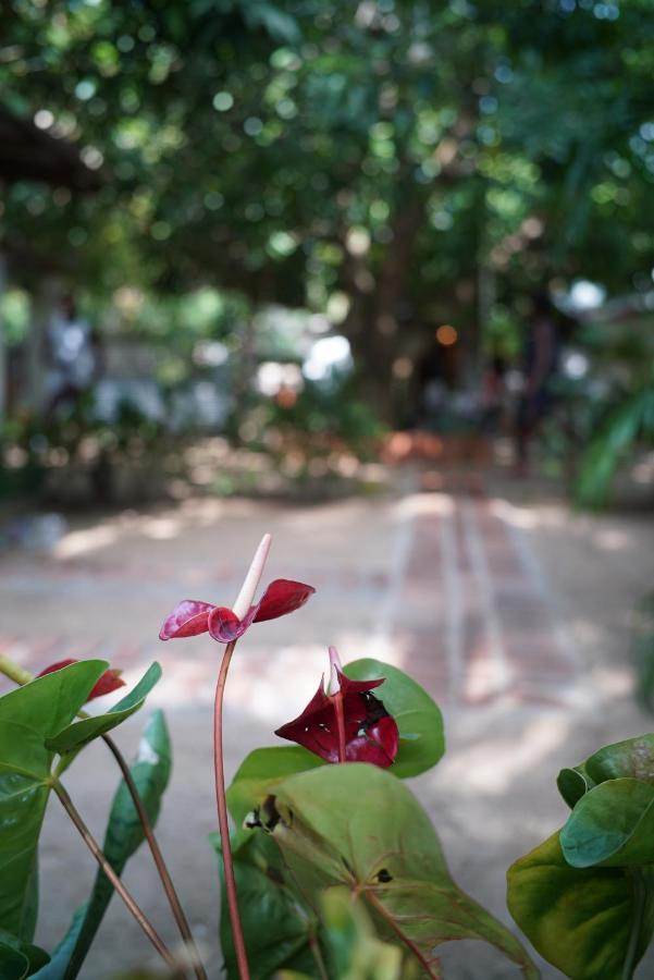 Bed and Breakfast Salty Garden Arugambay Arugam Bay Exteriér fotografie